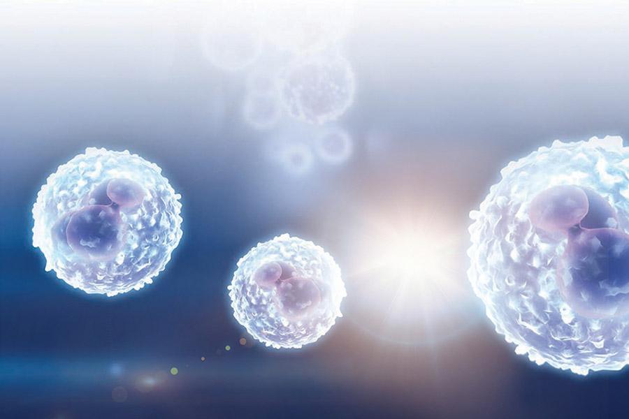 Three cells in the front of the picture with a cluster of cells further back