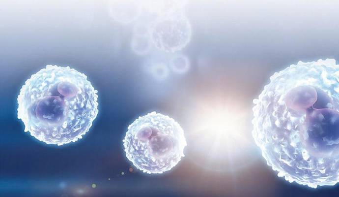 Three cells in the front of the picture with a cluster of cells further back